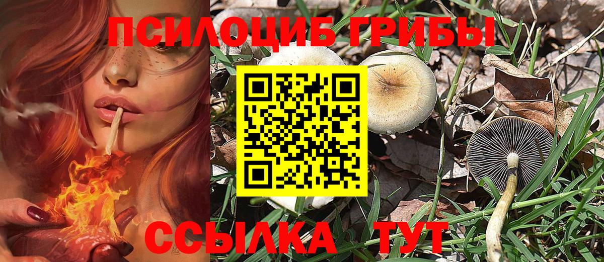 Псилоцибиновые грибы прущие грибы Губкин